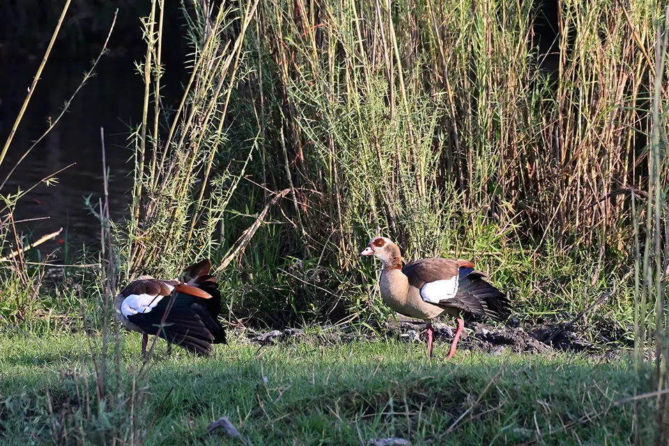 Livingstone_Nilgänse.jpg