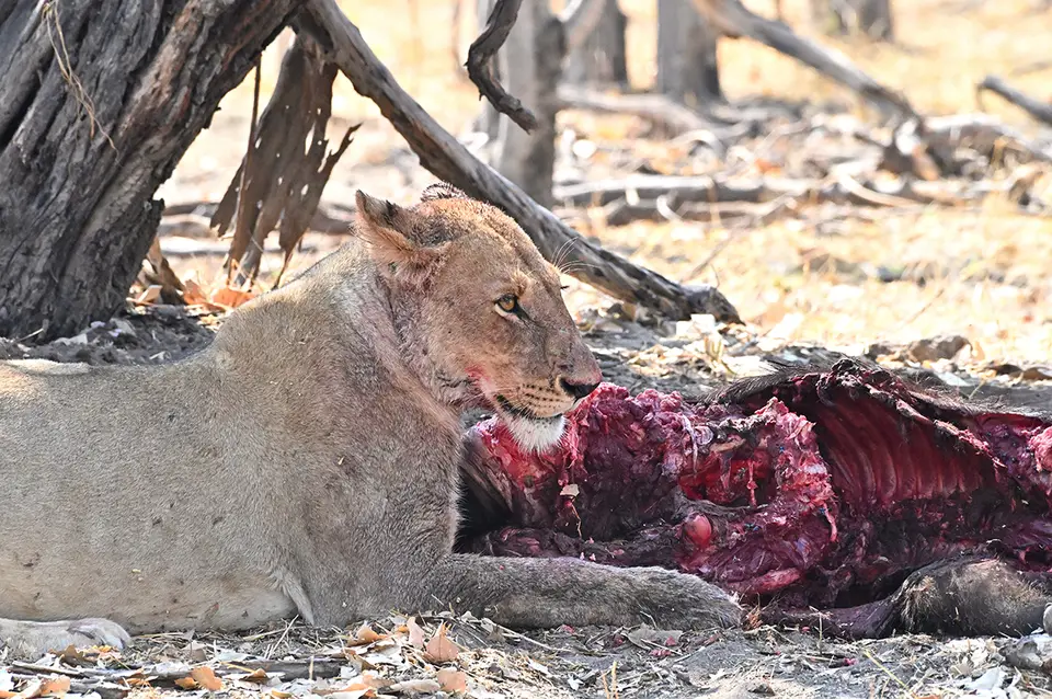 Moremi-Savuti_satte-Löwin.jpg