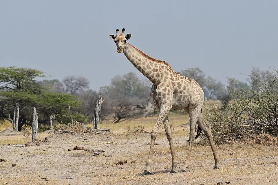 Moremi2_Giraffe.jpg