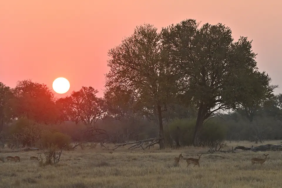 Moremi2_Sonnenuntergang.jpg