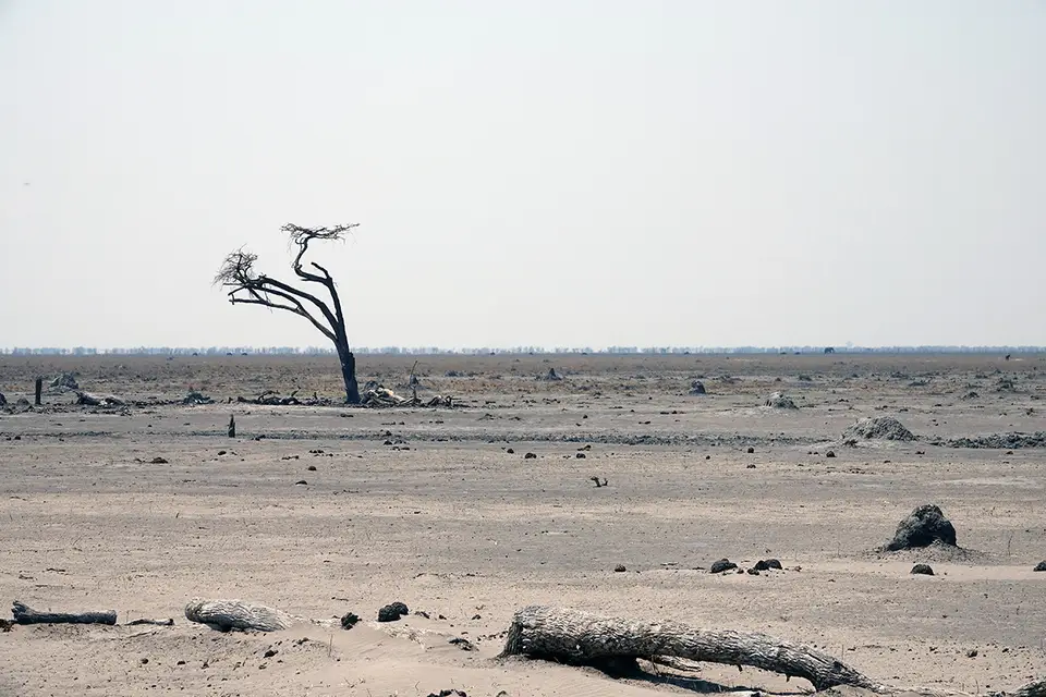 Moremi_SavutiElefantenamHorizont.jpg
