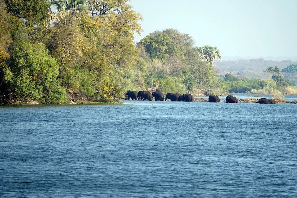 Sambia_Eles.jpg