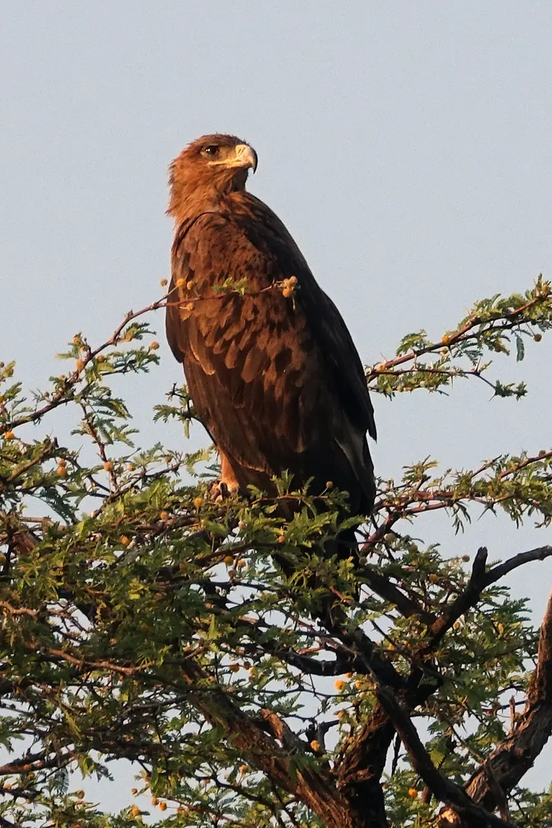 TransferSavuti-ChobeAdler.jpg
