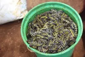 A-Mopane1.jpg