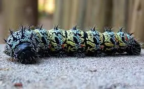 A-Mopane4.jpg