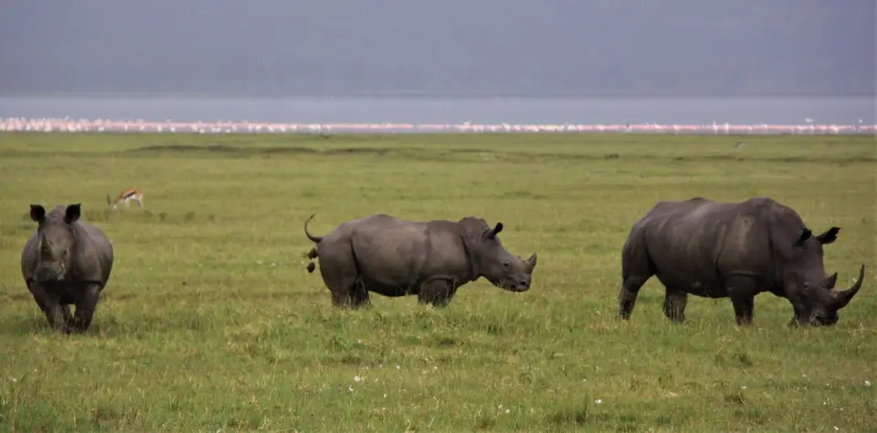 A-Nashorn-Nakuru.jpg