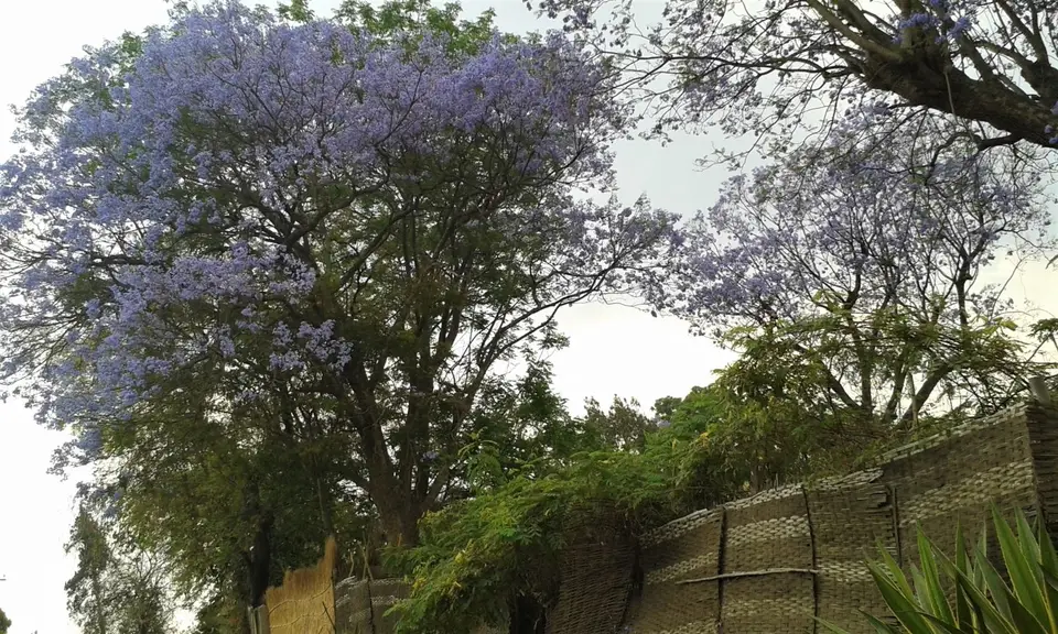 BT-Jacaranda.jpg