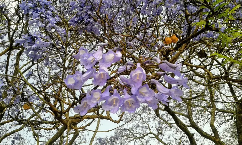 BT-Jacaranda2.jpg