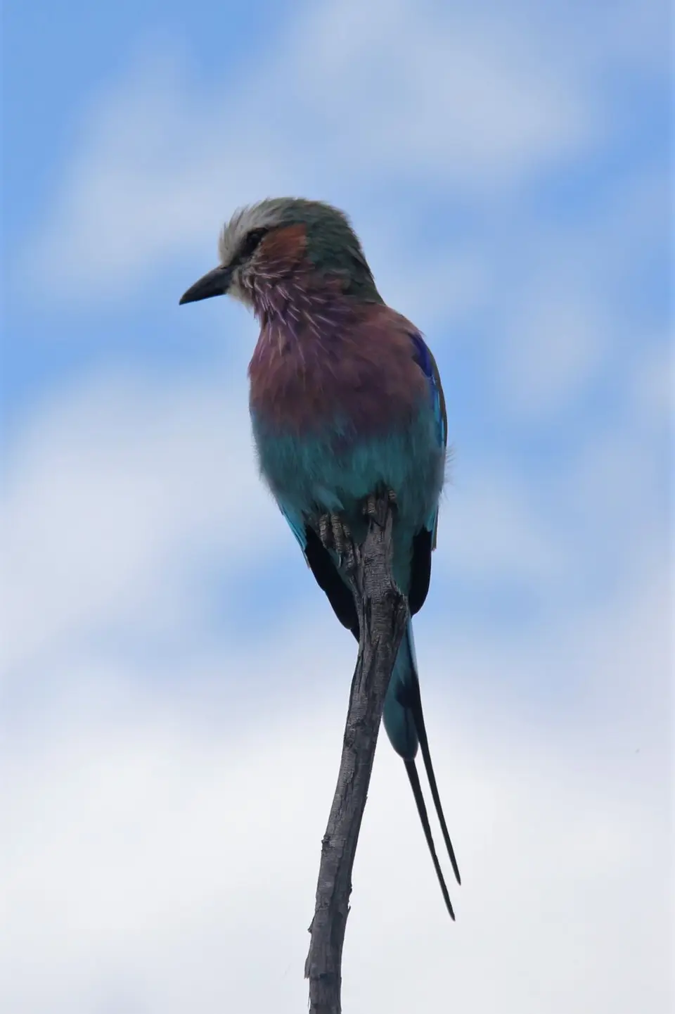 BotetiRoller2-2.jpg