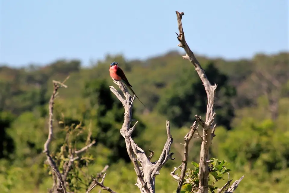 CarmineBeeEater.jpg