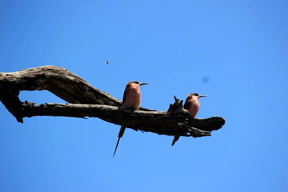 CarmineBeeEater2.jpg