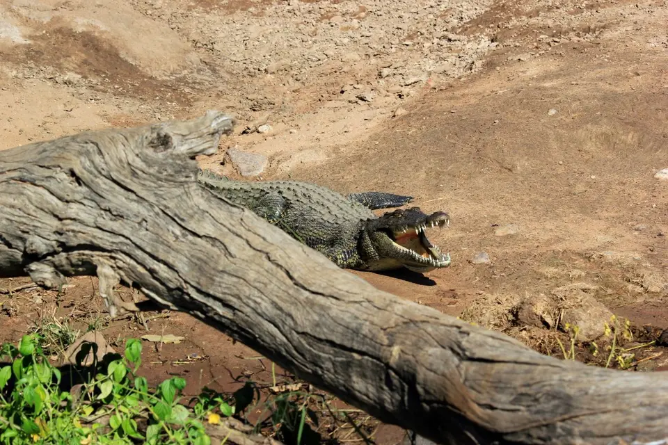 Croc.jpg