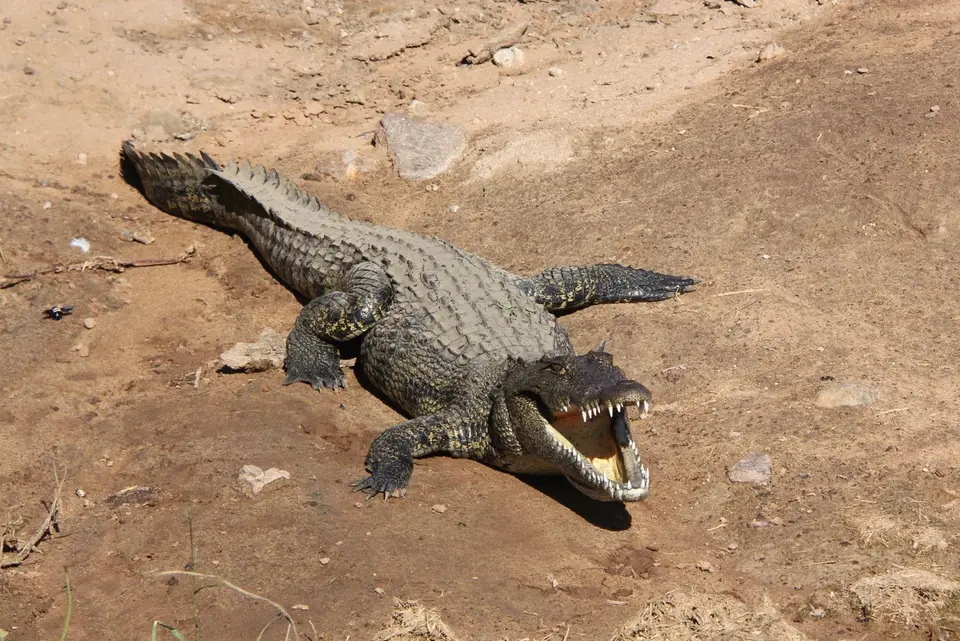 Croc1.jpg