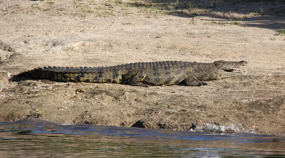 Croc10.jpg