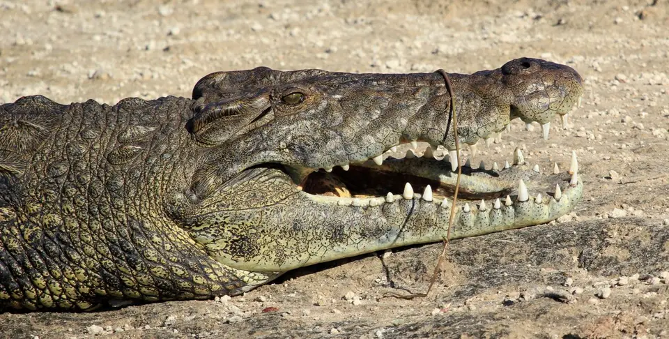 Croc12.jpg