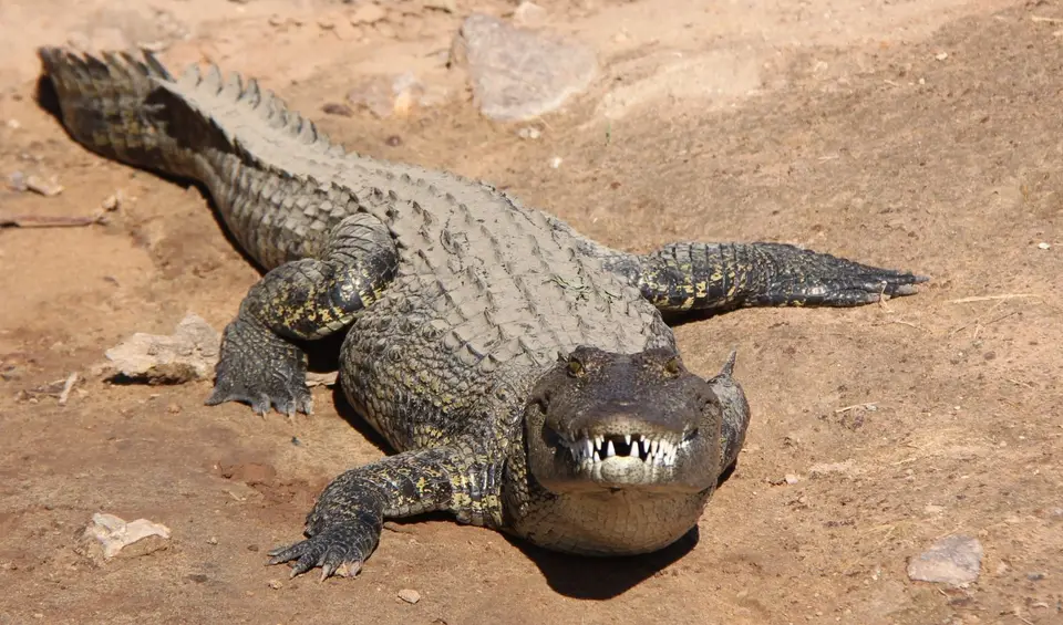 Croc2.jpg