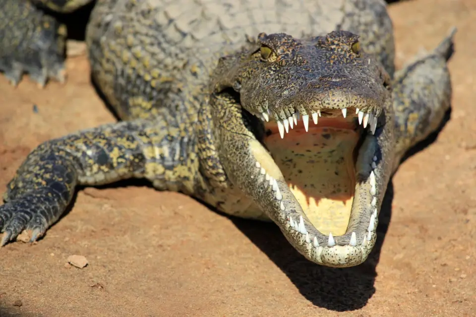Croc3.jpg