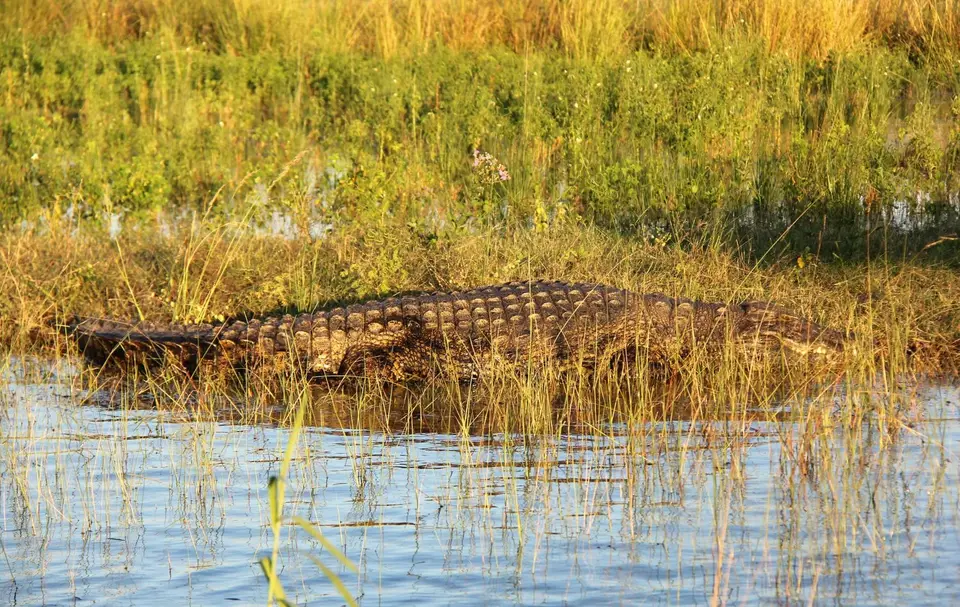 Croc30.jpg