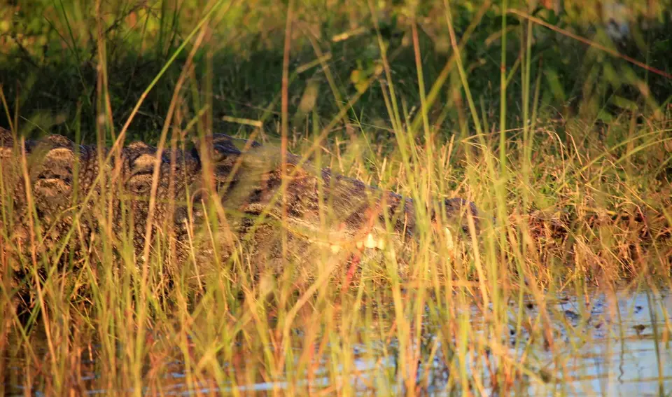 Croc31.jpg