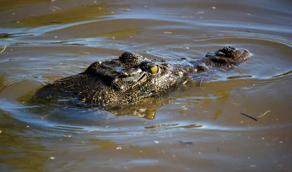 Croc5.jpg
