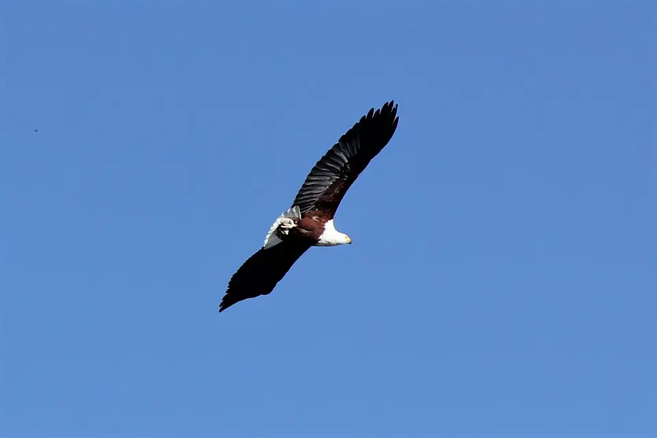 Eagle2.jpg