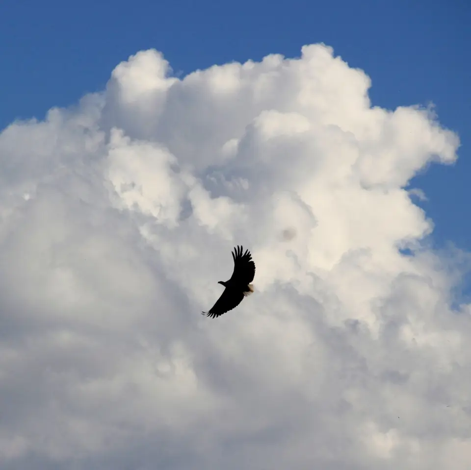 Eagle4.jpg