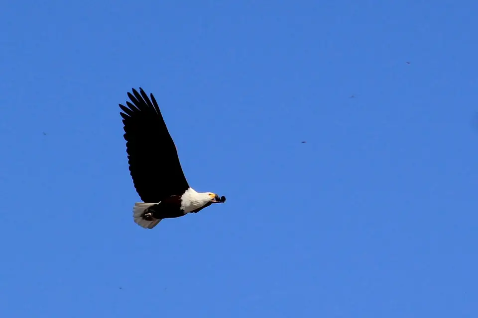Eagle5.jpg