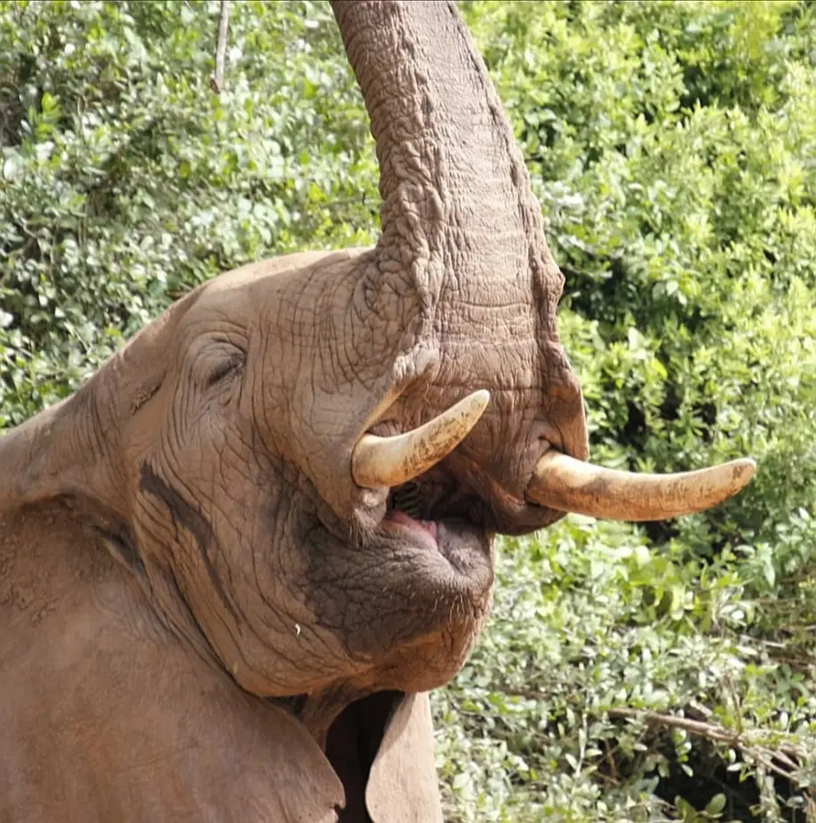 EleMaulLakeManyara.jpg