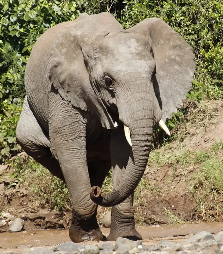 EleOttifant.jpg