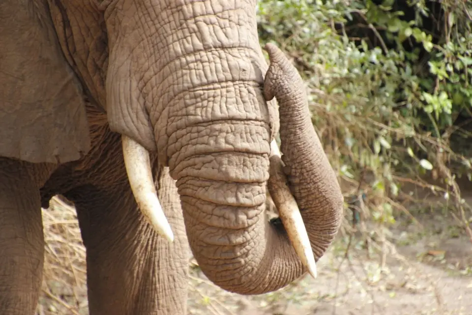 EleRüsselLakeManyara.jpg
