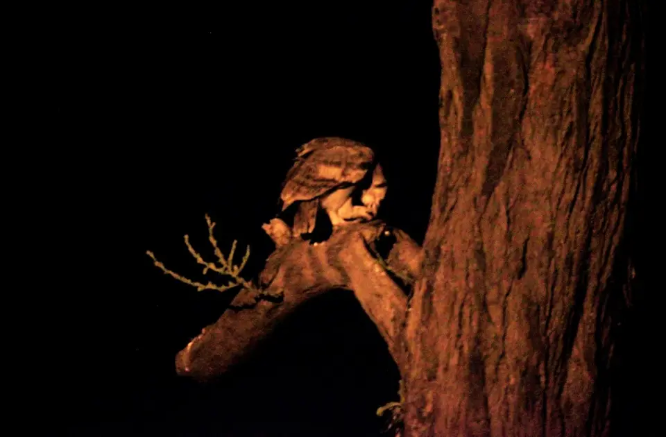 Eule3.jpg