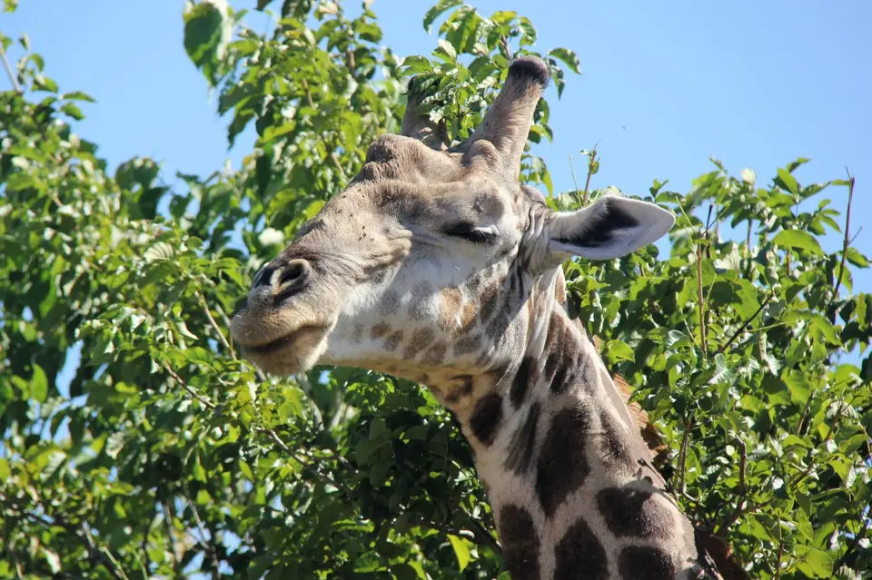 GiraffeChobe1.jpg