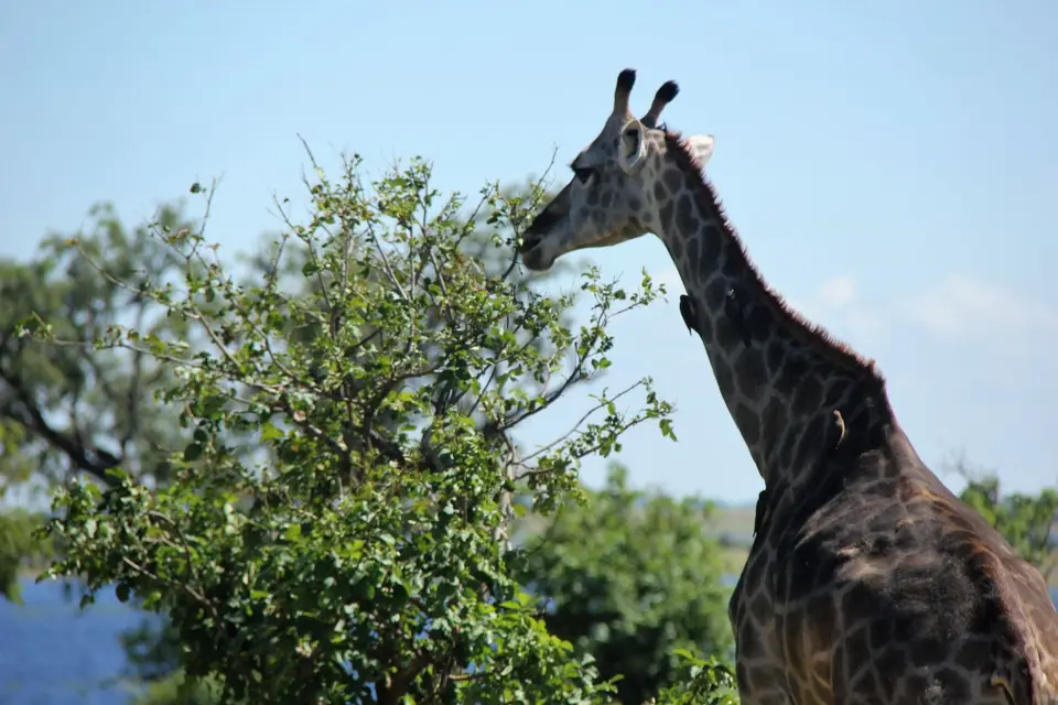 GiraffeChobe2.jpg