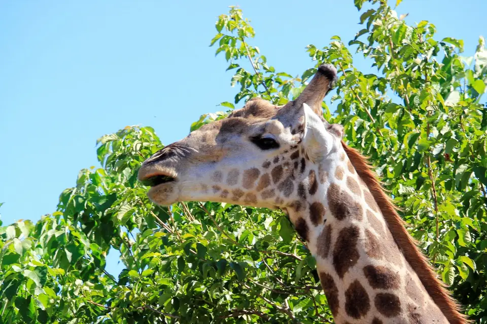 GiraffeChobe5.jpg