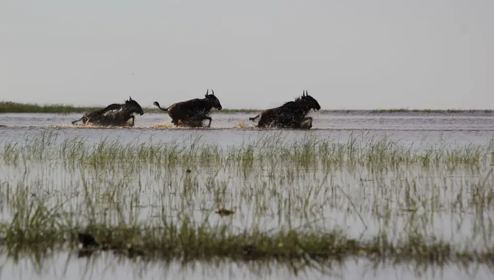 GnusLakeManyara.jpg
