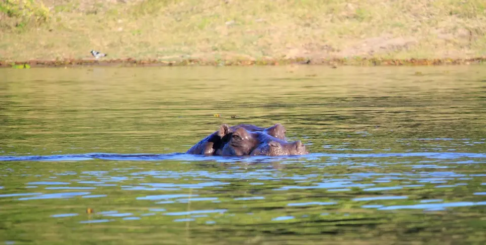 Hippo2.jpg