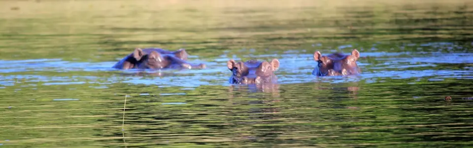 Hippo3.jpg
