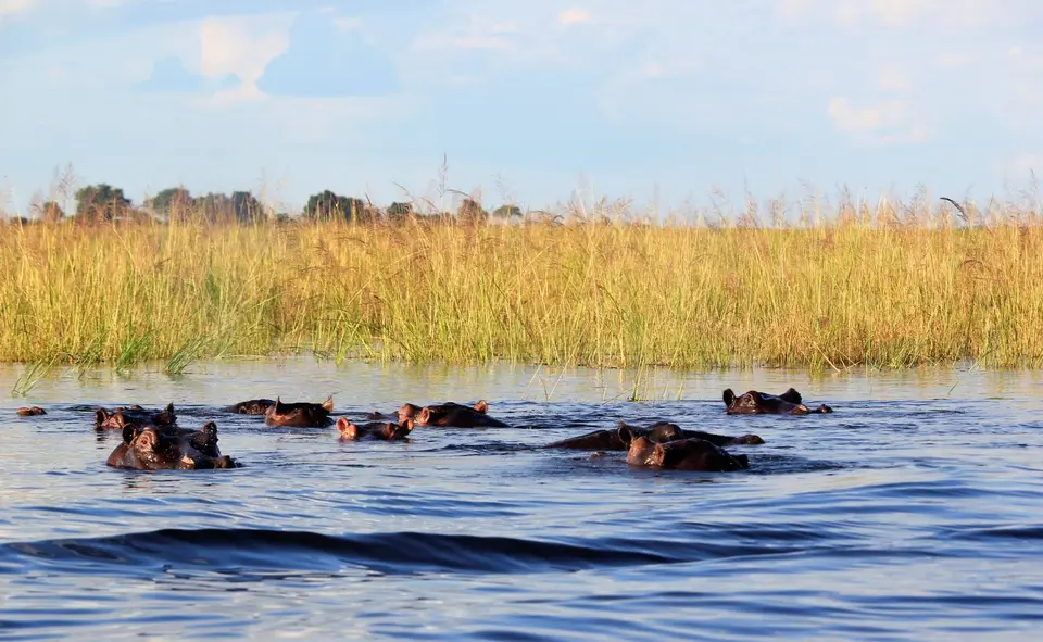 Hippo6.jpg