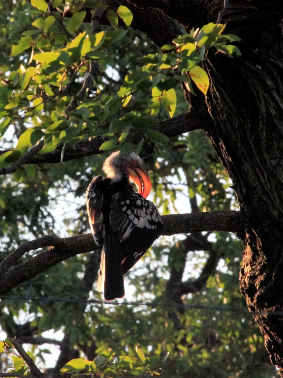 Hornbill2.jpg