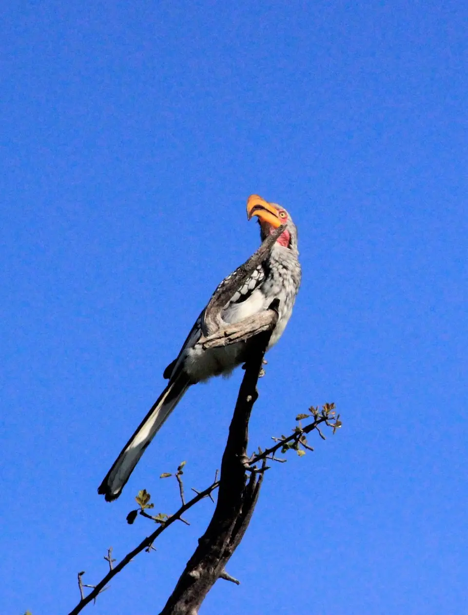 Hornbill3.jpg