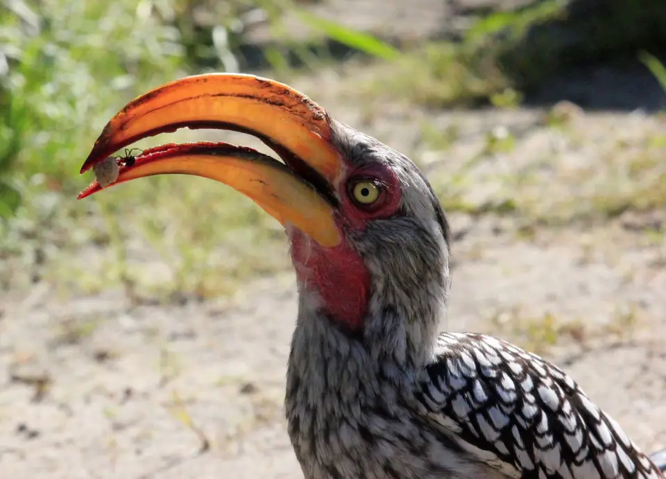 HornbillAmeise.jpg