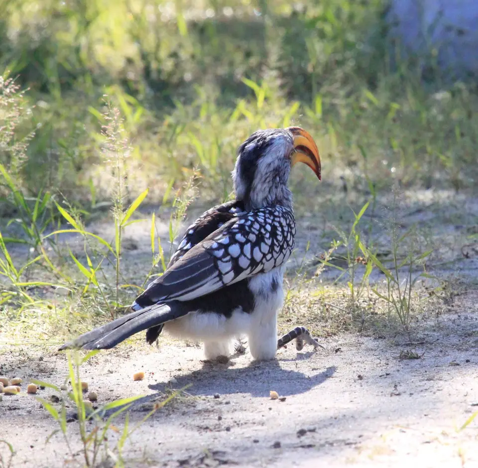 HornbillBoden3.jpg