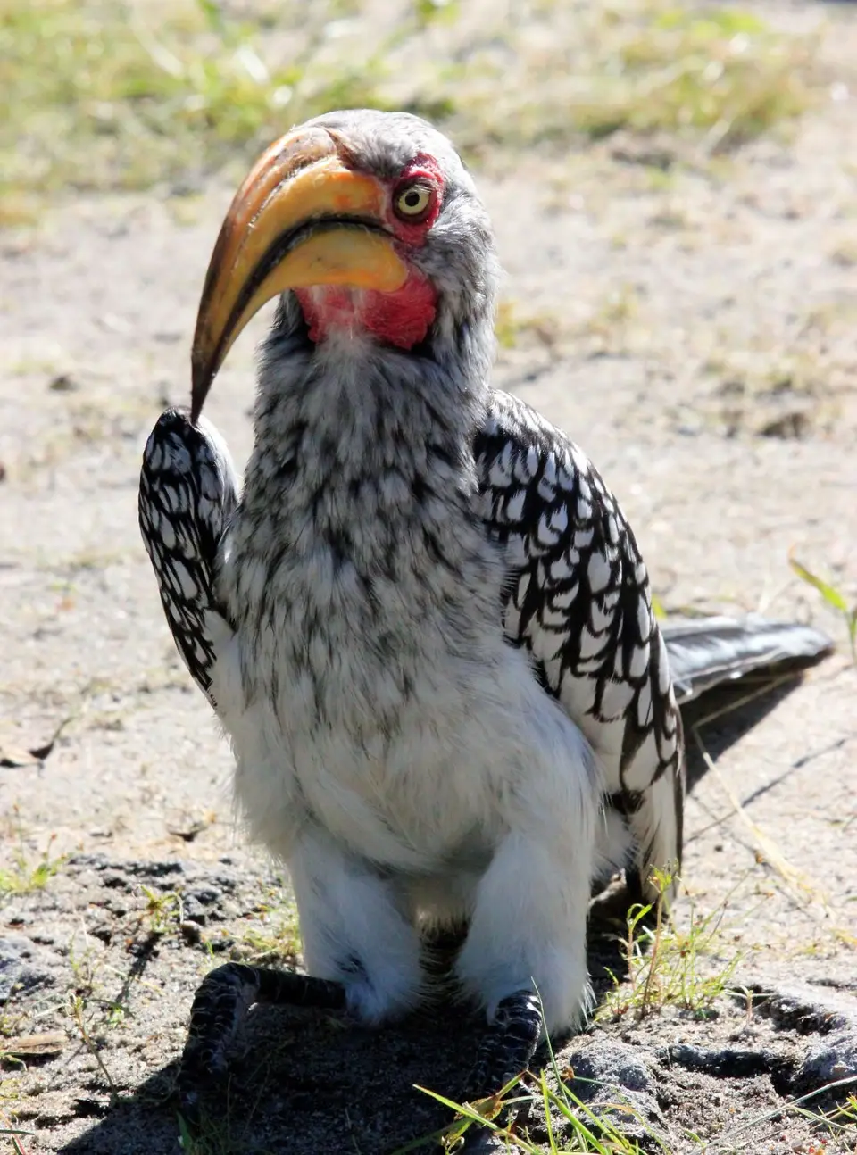 HornbillBoden5.jpg