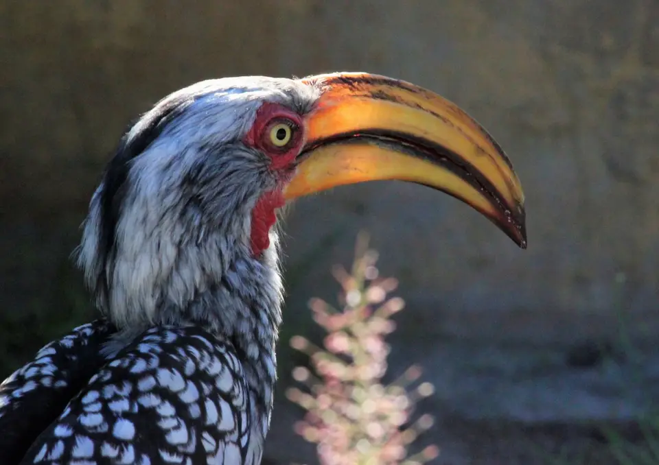 HornbillNah1.jpg