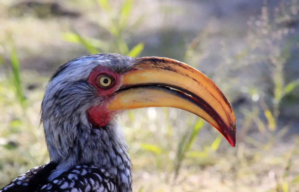HornbillNah2.jpg