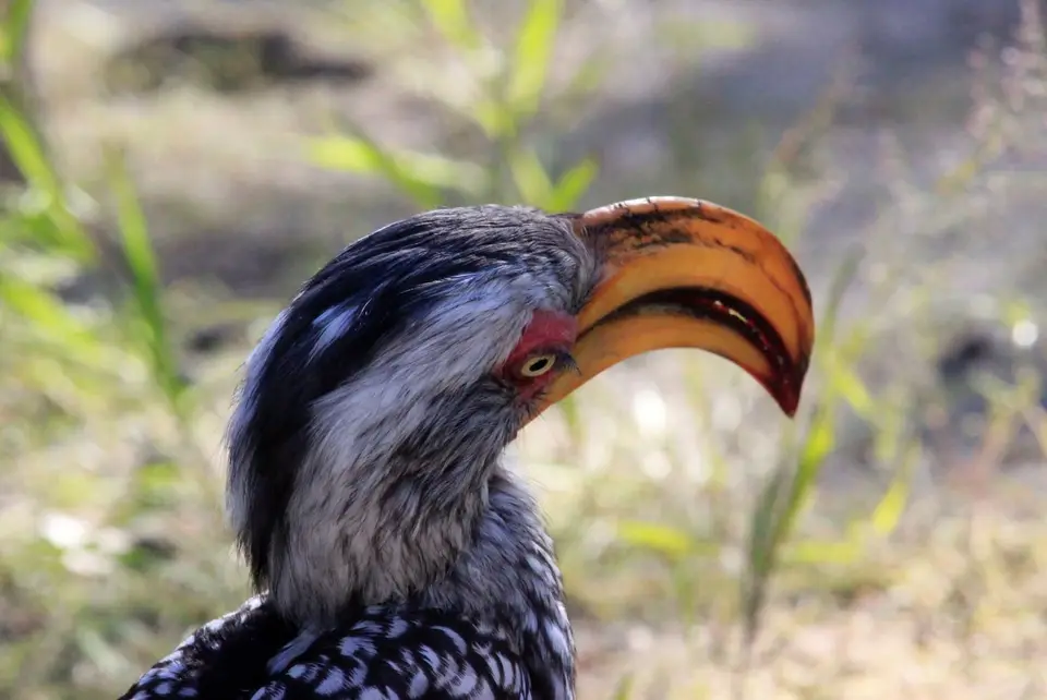 HornbillNah3.jpg