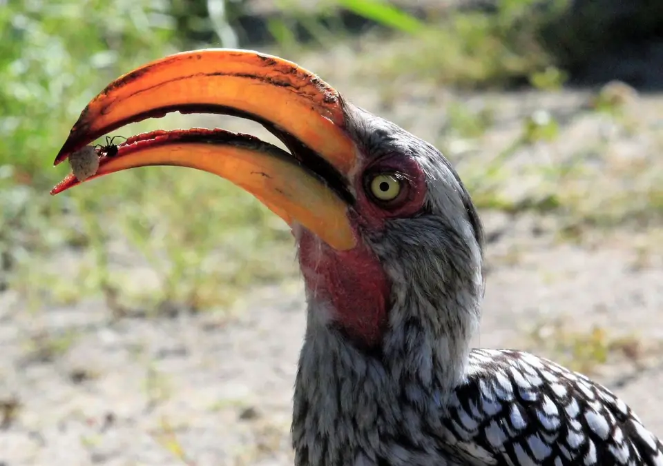 HornbillPlanetBaobab.jpg