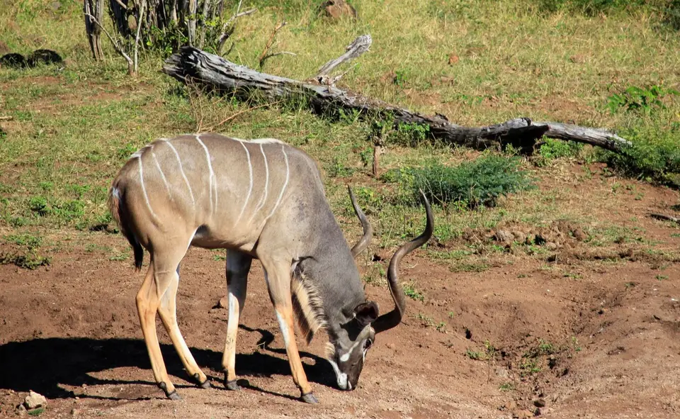 Kudu1.jpg