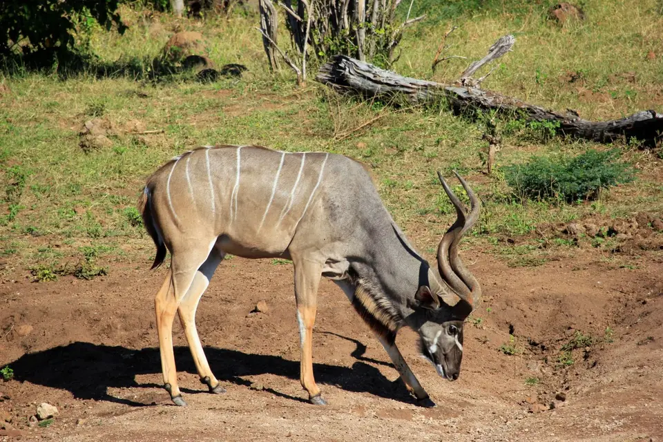 Kudu2.jpg