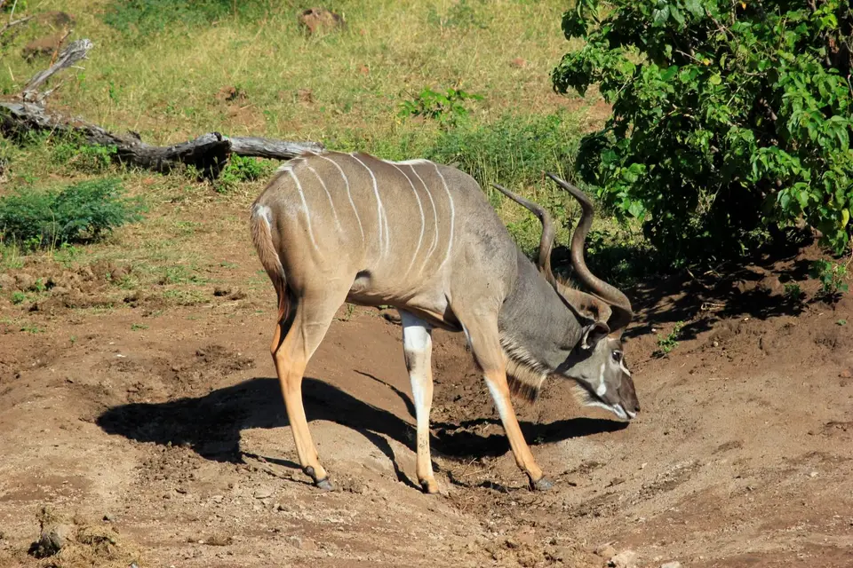 Kudu3.jpg